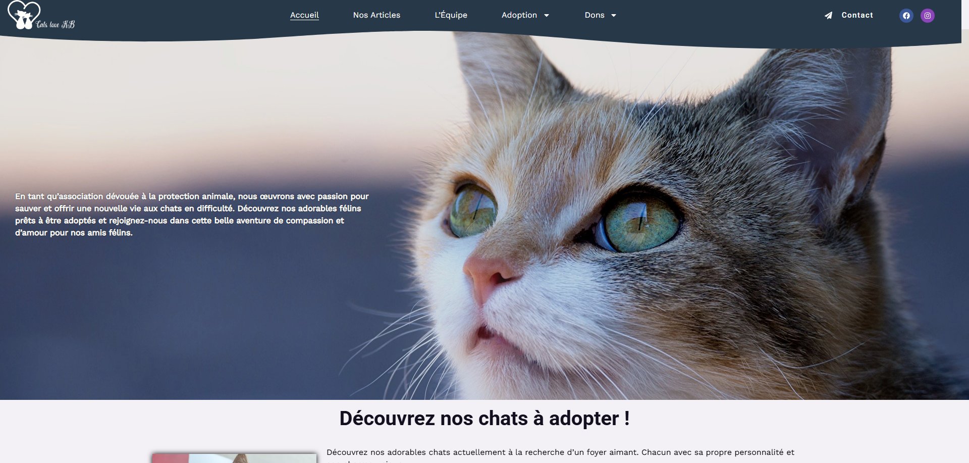 Capture d'écran du site Cats Love KB — association féline créée par Stackrio